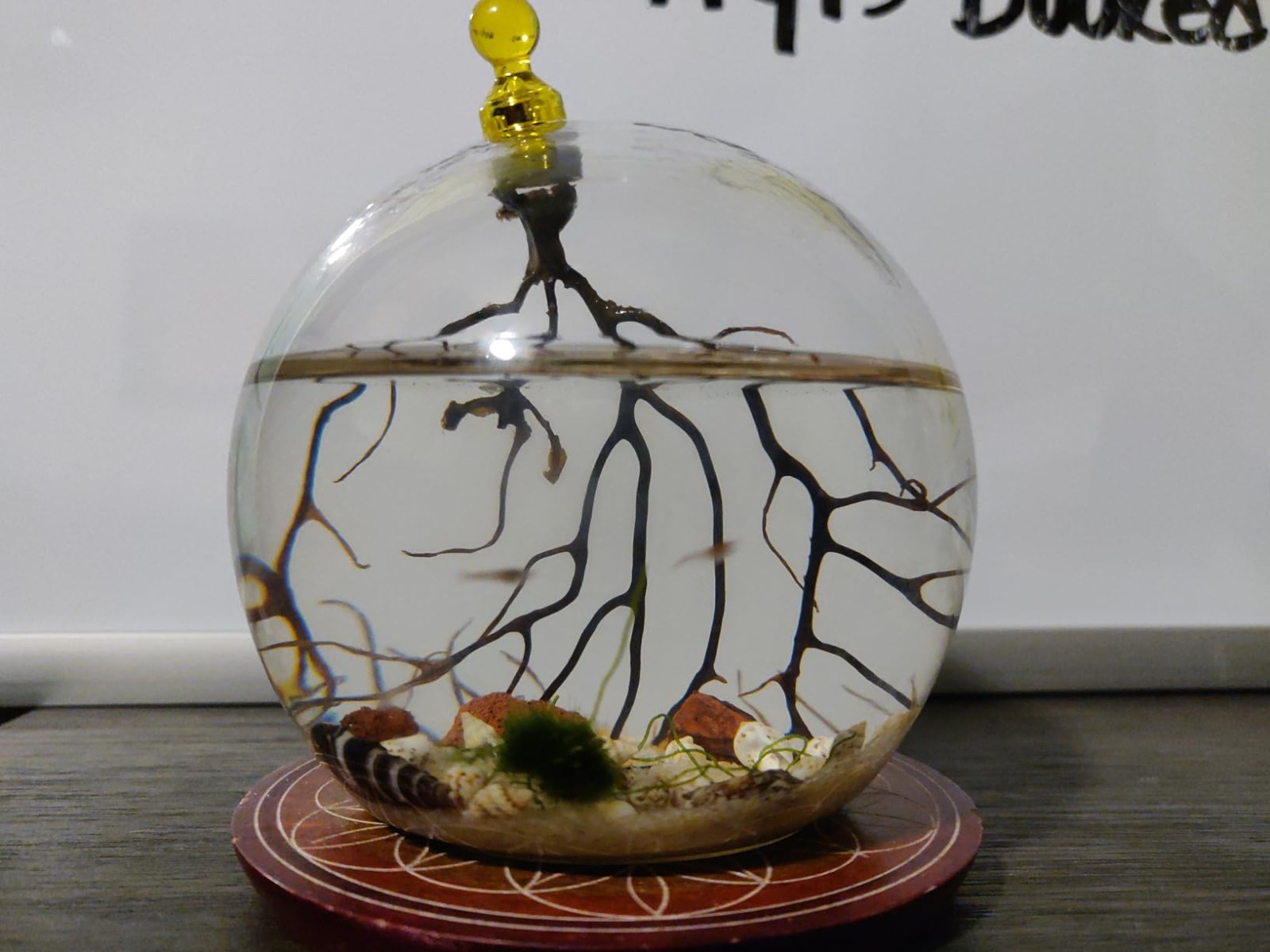 How Shrimp Ecosphere Transforms Aquatic Hobby Experiences